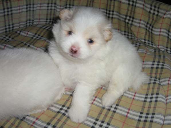 Лисята в Ростове-на-Дону фото 36