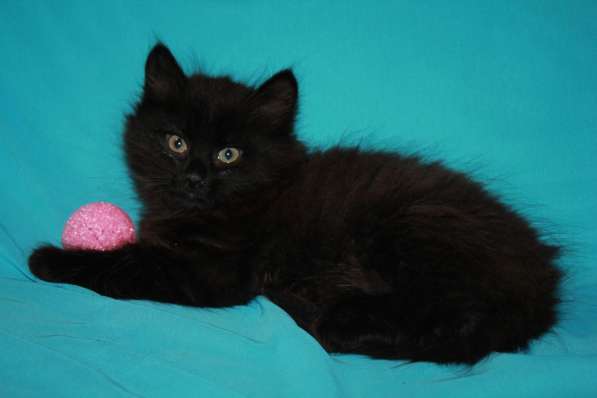 Котенок девочка в добрые руки в Москве фото 23