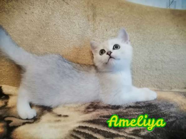 Продажа шотландских котят в Симферополе фото 6