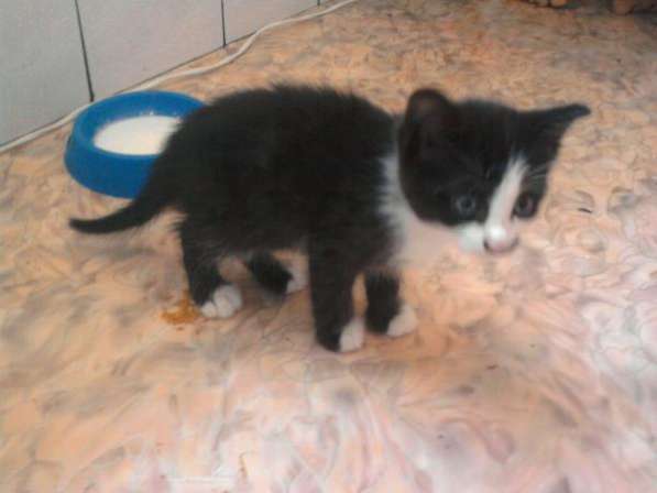 Черный котенок 1.5 мес. в Барнауле фото 3
