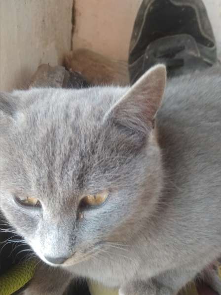 Красивые кошки в Бахчисарае фото 11