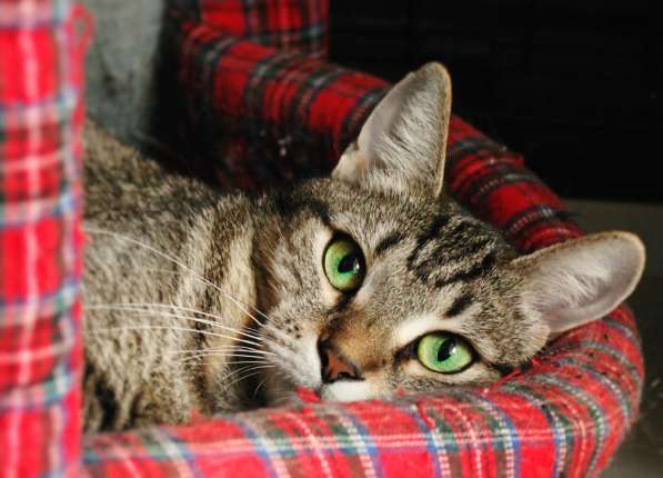 Застенчивая Басилисса мечтает о любящей семье