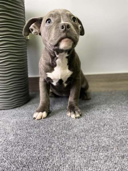 Великолепные щеночки Американ Булли в фото 10