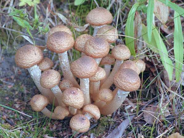 Мицелий грибов почтой! в Тюмени фото 4