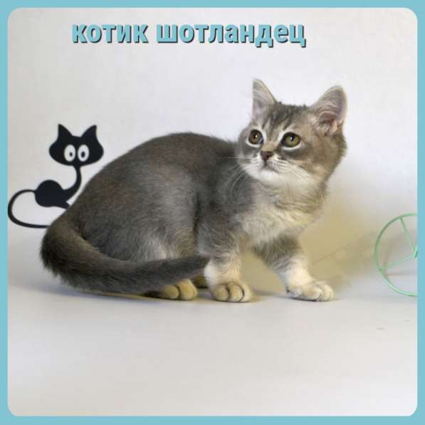 Котята разных пород и окрасов, алиментные котята в Москве фото 7