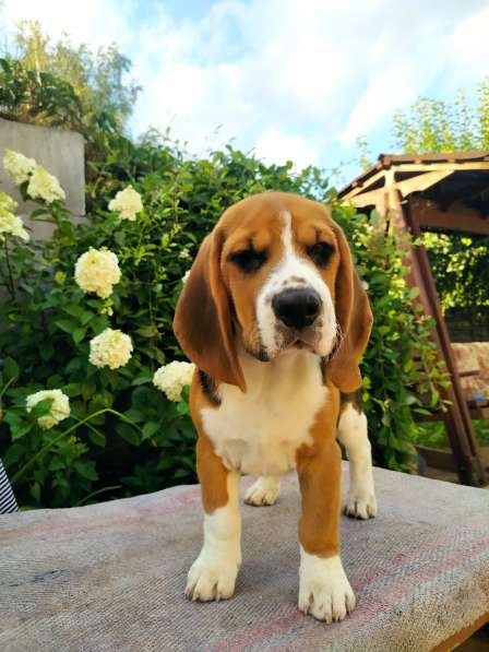 Щенки бигля от титулованных родителей в фото 5