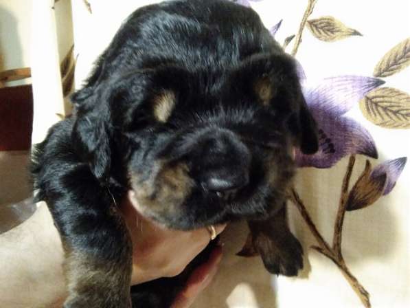 Тибетский мастиф щенки в Самаре фото 16