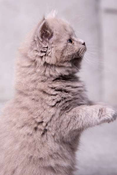 Британская длинношерстная лиловая девочка