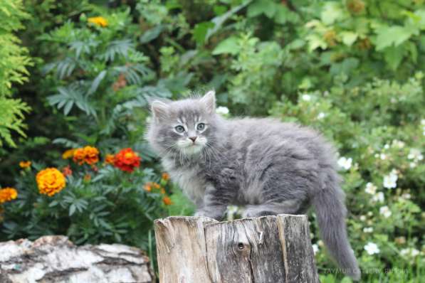 Сибирский котенок из питомника в Челябинске