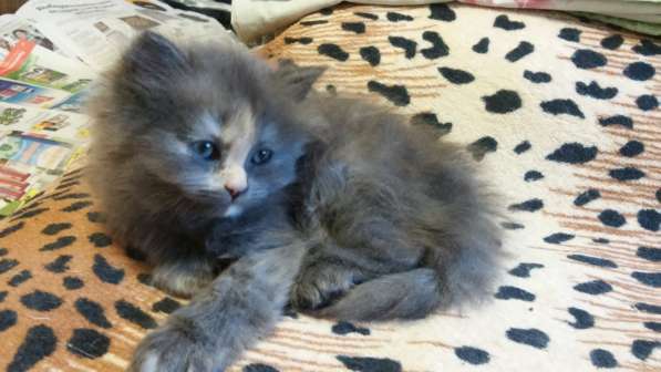 Продам пушистую красавицу с серебристым подшерстком