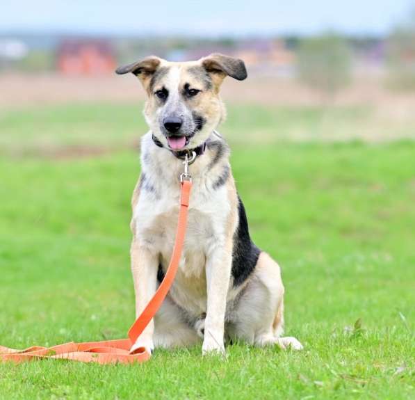 Сильвер &ndash; пес эмпат из приюта! Ищет дом! в Москве фото 7