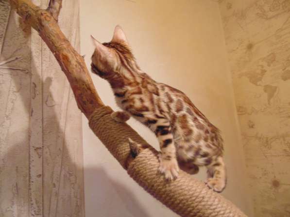 Продам бенгальских котят в Новосибирске фото 13