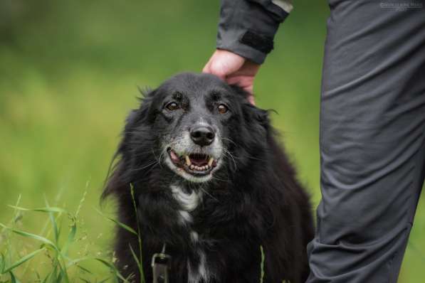 Весёлая, ласковая Чукча ищет семью в Москве фото 22
