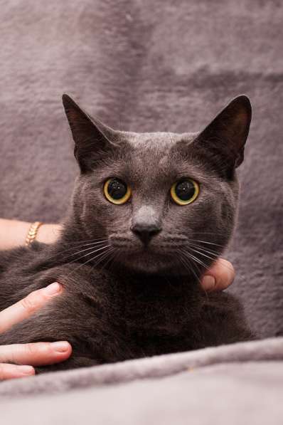 Грациозная красавица Капитошка ищет семью в Москве фото 4