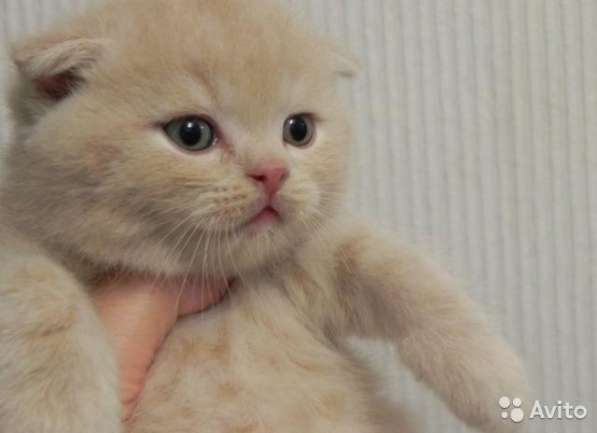 Котята -вислоухие и прямоухие в Костроме фото 9