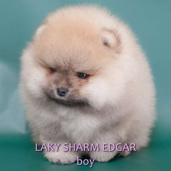 ЛАКИ ШАРМ ЭДГАР (померанский карликовый шпиц) в фото 23