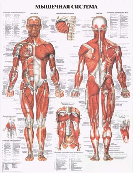 Анатомия. Учебные плакаты (комплект 40 плакатов) в фото 8