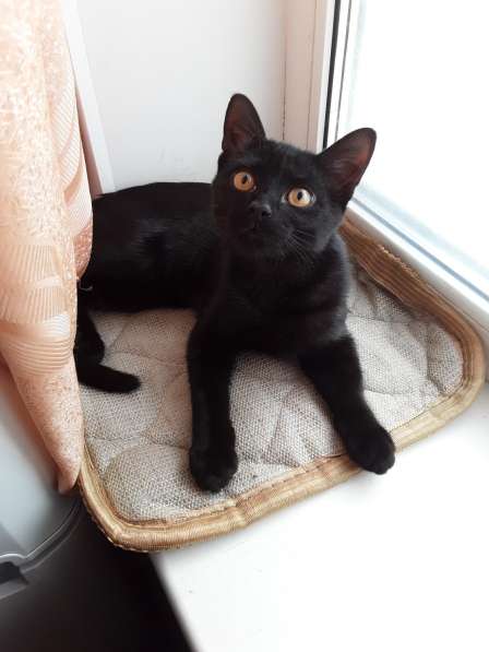 Активный и красивый котёнок черный с полосочками,3 месяца в Коломне фото 4