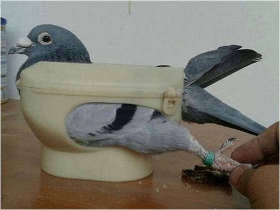 ✔ ✔ ✔ Голуби инструмент для переноски и лечения птиц голубь✔ в Астрахани фото 5