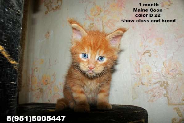 Гиганты Мейн-Кун