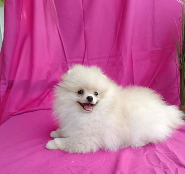 Померанский шпиц в фото 4