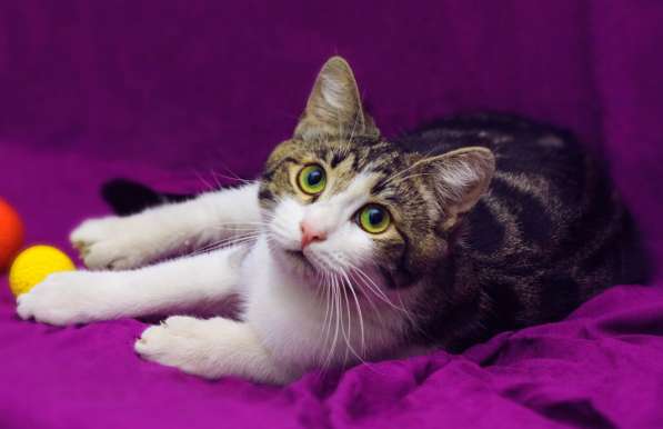 Котенок в добрые руки. Тошка-добрая душа в Москве фото 20