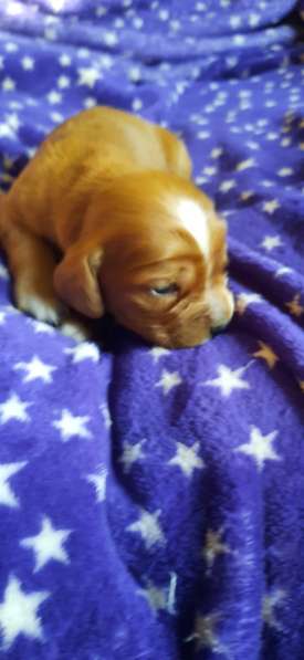 Щенки в фото 10