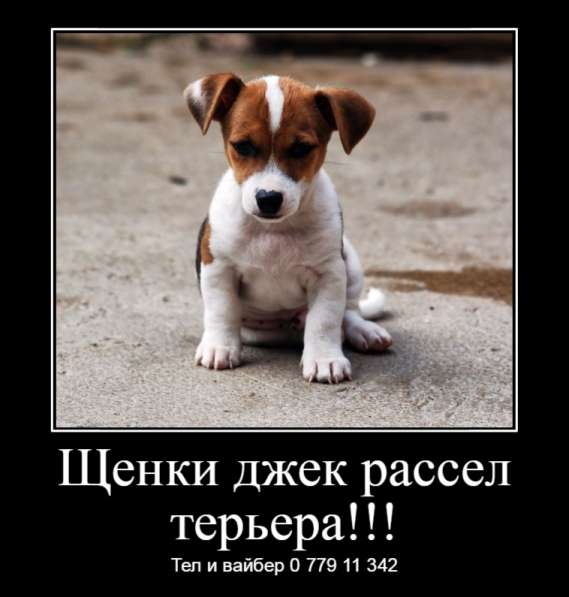 Щенки джек рассел терьера! в фото 19