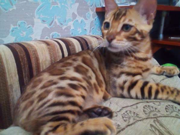 Питомник бенгальских кошек в Кирове фото 9
