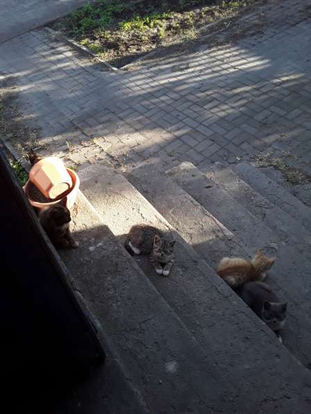 Котята в Калининграде