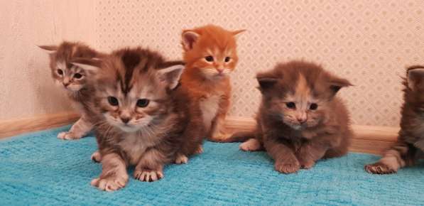 Мейн кун котятки