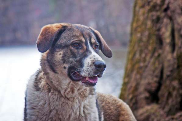 Юный добряк Бруняша хочет домой, собака в добрые руки в Москве фото 5