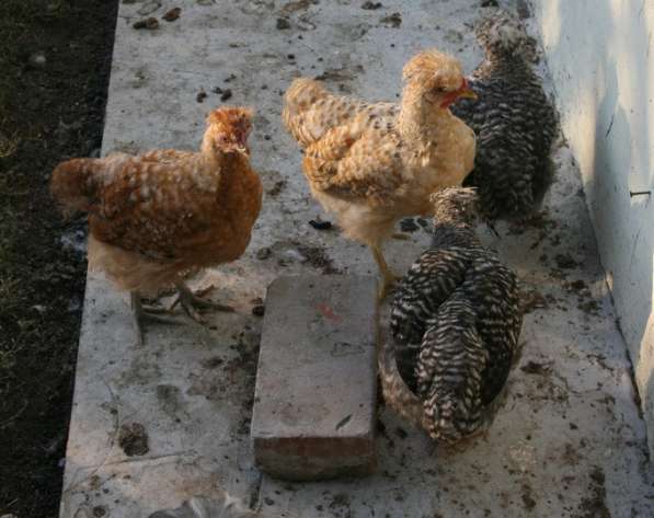 Цыплята хохлатые в Таганроге фото 10
