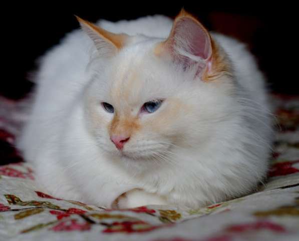 Красивый и крупный клубный котик в Москве фото 6