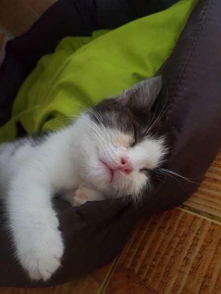 Отдам котенка в Дмитрове фото 10