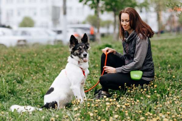 От Луны отказались хозяева, чудесной собаке очень нужен дом в Москве фото 3