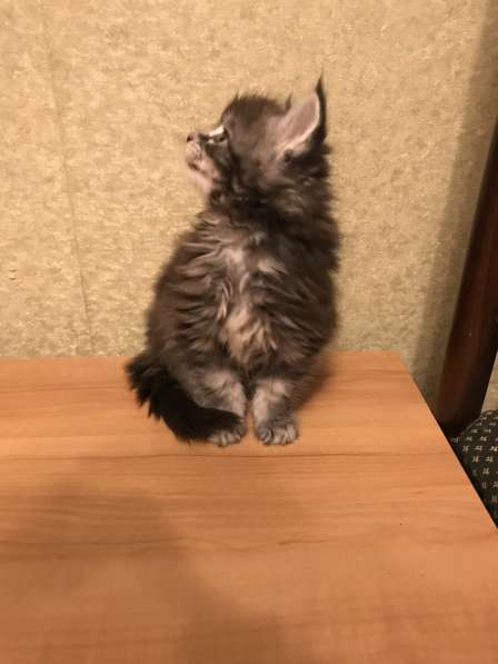 Мейн-кун в Серпухове фото 6