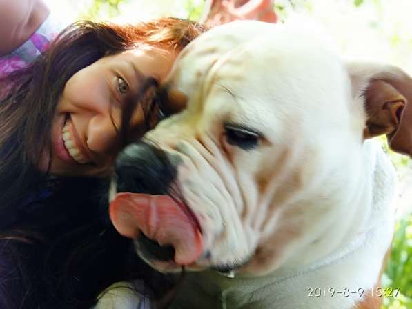 Продам щенка щенков Американского Бульдога FCI в фото 8