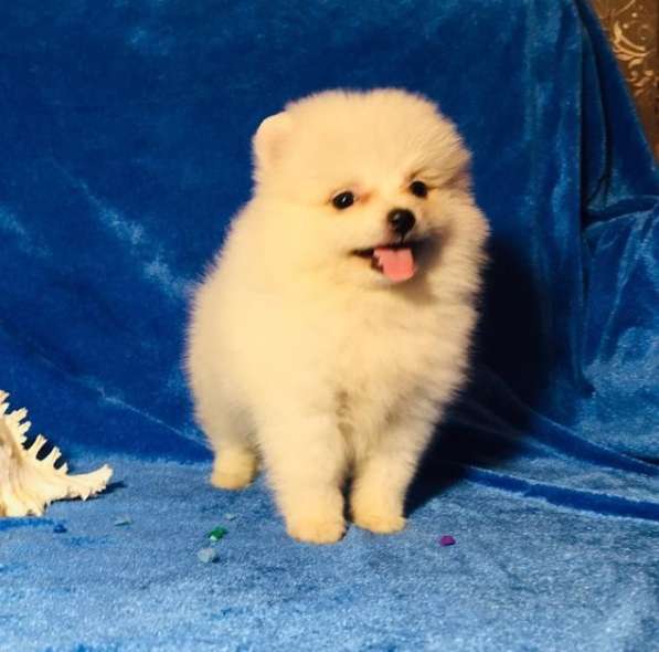 ШИкарные малыши шпица