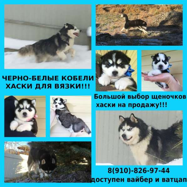 Хаски-кобели для вязки