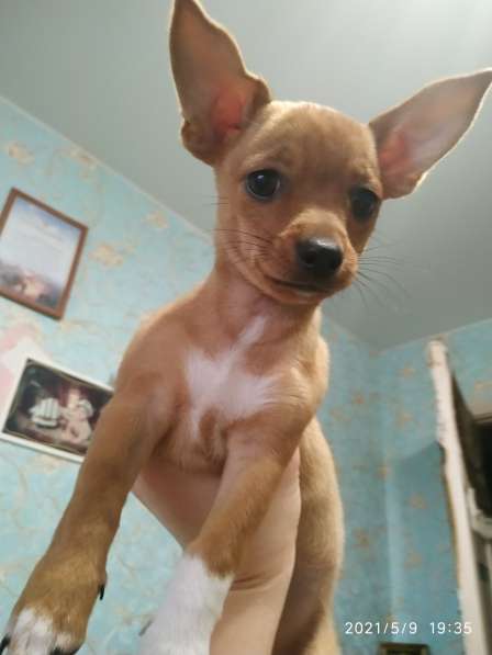 Щенки чихуахуа в Тольятти фото 6