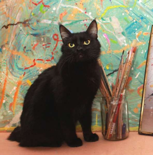 Красавец Казимир. Черный кот в добрые руки