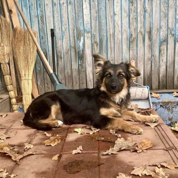 Коротколапые щенки в добрые руки в Москве фото 13