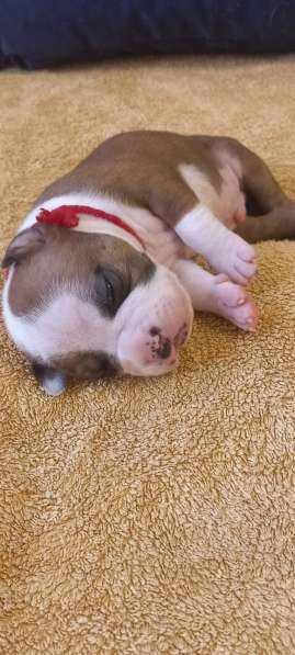 Шикарный рыжий мальчик аст резерв ркф в Москве фото 12