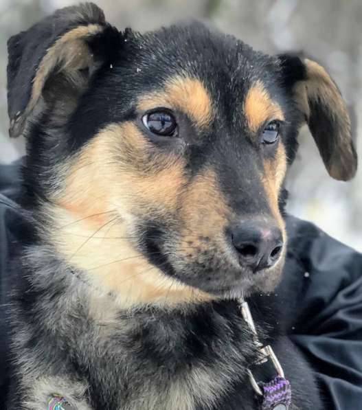 8-месячная Соня в поисках дома в Москве фото 15