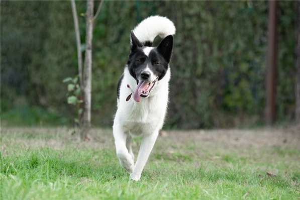 Красивый пёс Рэнди в добрые руки! в Москве фото 41