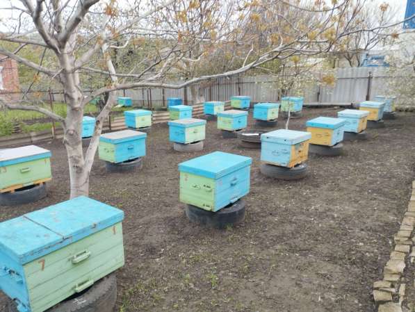 Продам пчелосемьи и пчелопакеты в 