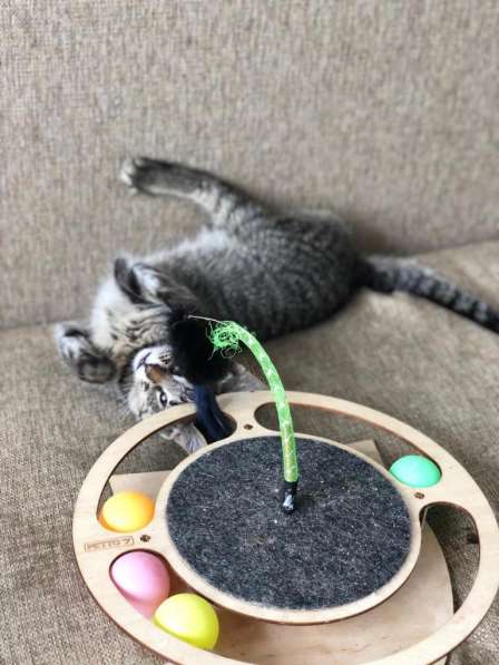 Мурлыка-котенок с дефектом глазика очень ищет дом в Санкт-Петербурге фото 37