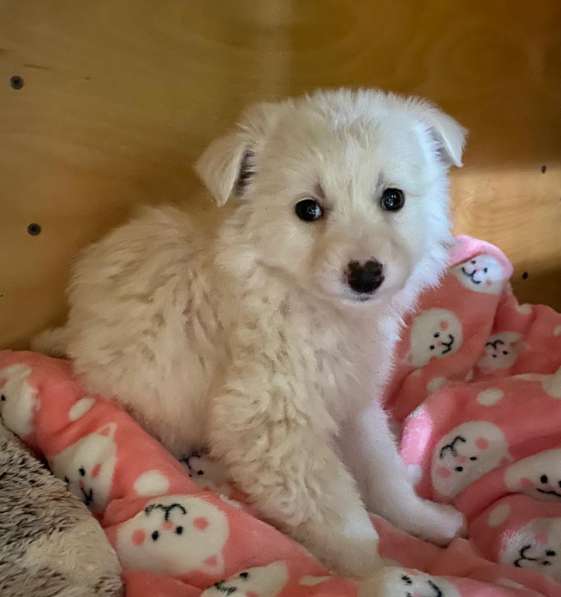 Трогательный щенок от маленькой собачки в Санкт-Петербурге фото 20