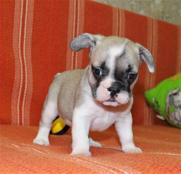 Щенки Французского бульдога питомник в Челябинске фото 17